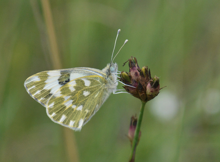 Pontia edusa - rezedalepke