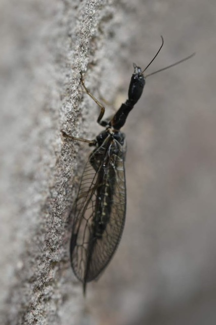 Phaeostigma notata