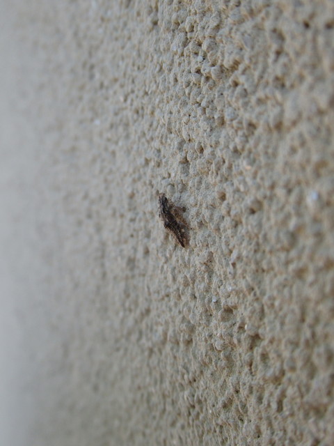Ledra aurita - füleskabóca