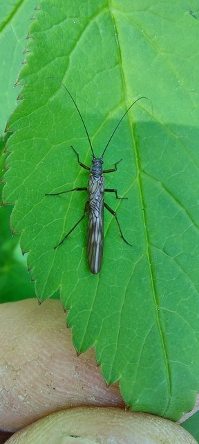 Plecoptera - Álkérészek