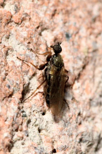 Hybotidae