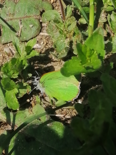 Callophrys rubi - zöldfonákú lepke