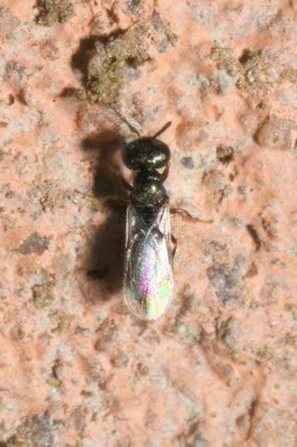 Pteromalidae - sugaras fémfürkészek