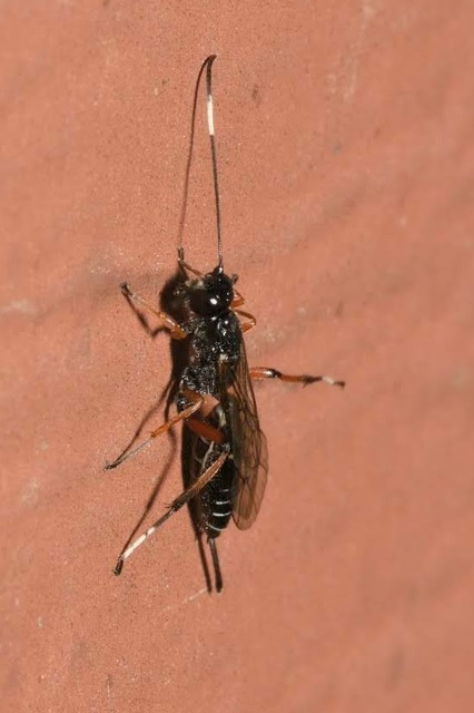 Xorides