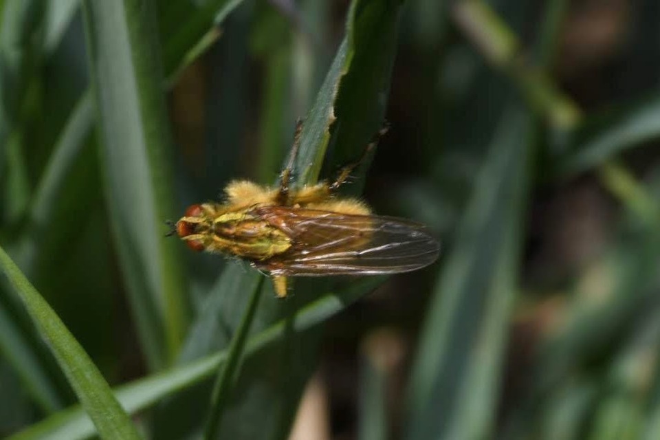 Scathophaga stercoraria - közönséges trágyalégy