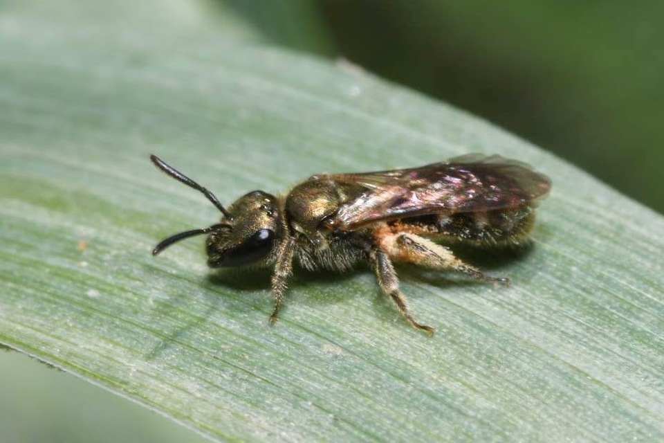 Lasioglossum