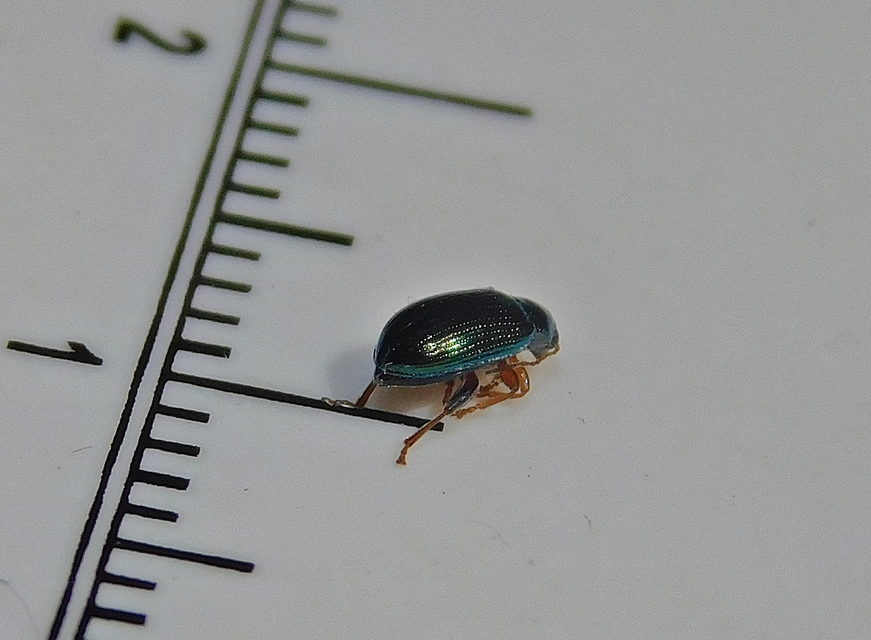 Crepidodera
