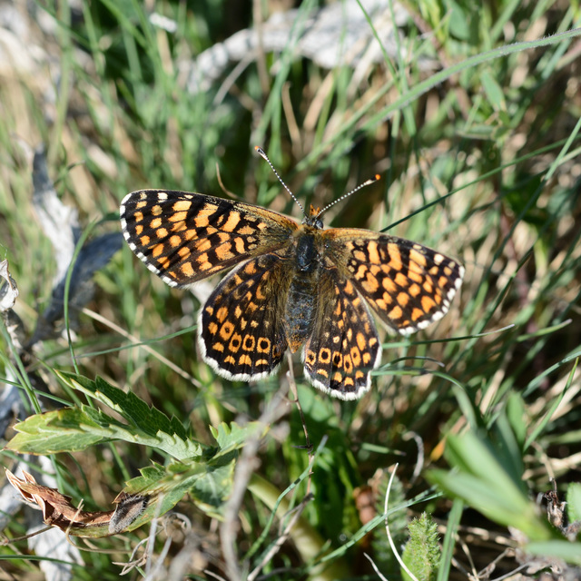 Melitaea cinxia - réti tarkalepke