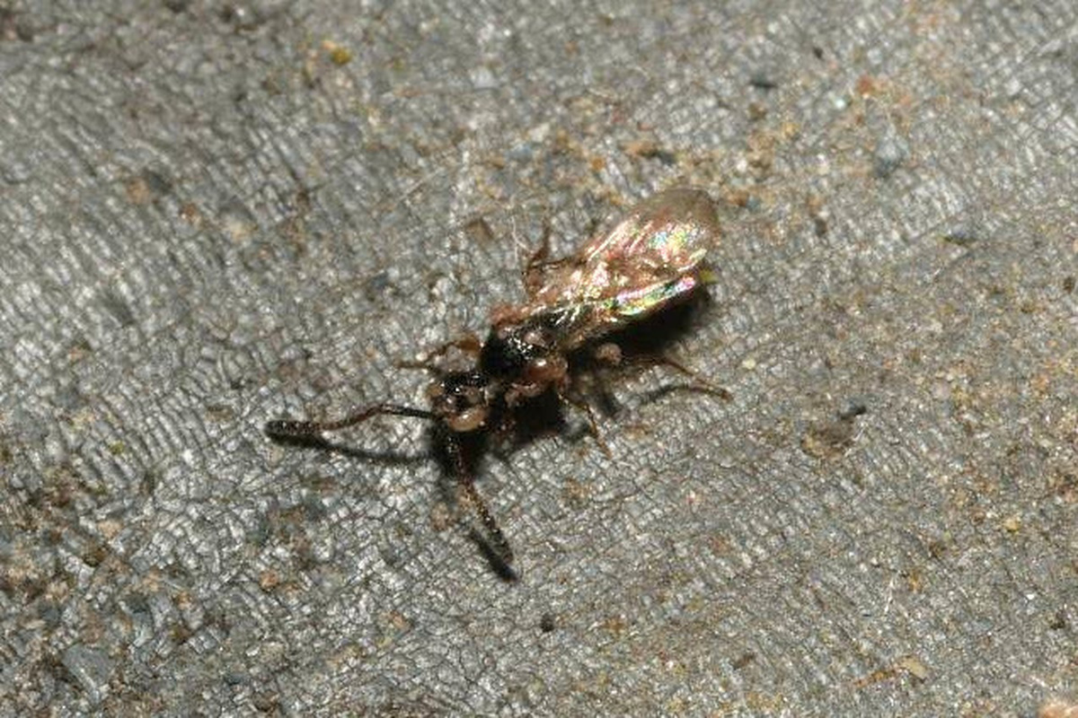 Spilomicrus