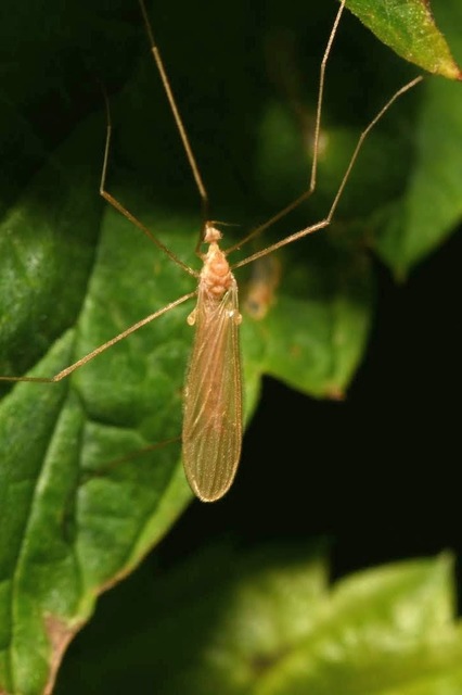 Erioptera