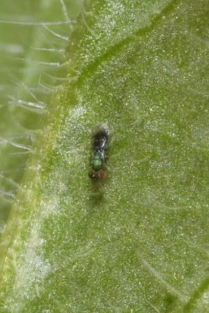 Eulophidae - karcsú fémfürkészek