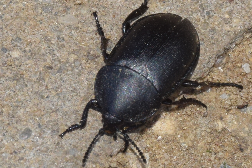 Ablattaria laevigata - sima csigarabló