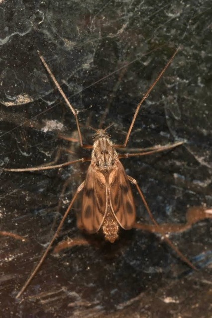 Chironomidae - árvaszúnyogok