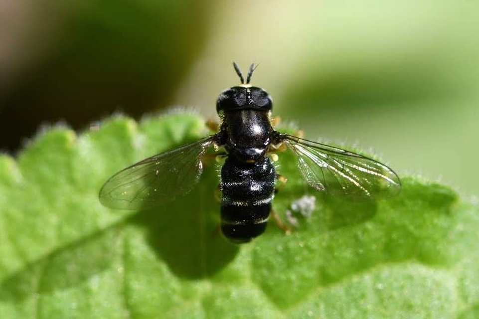 Paragus pecchiolii
