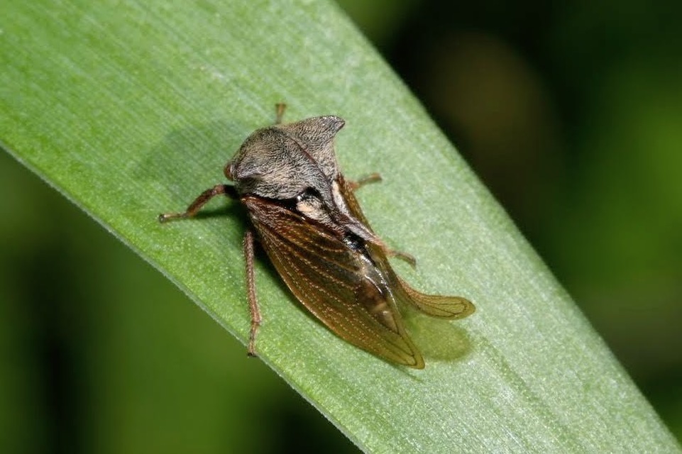 Centrotus cornutus - szarvaskabóca