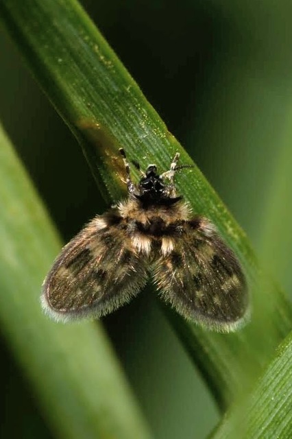 Psychodidae - lepkeszúnyogok