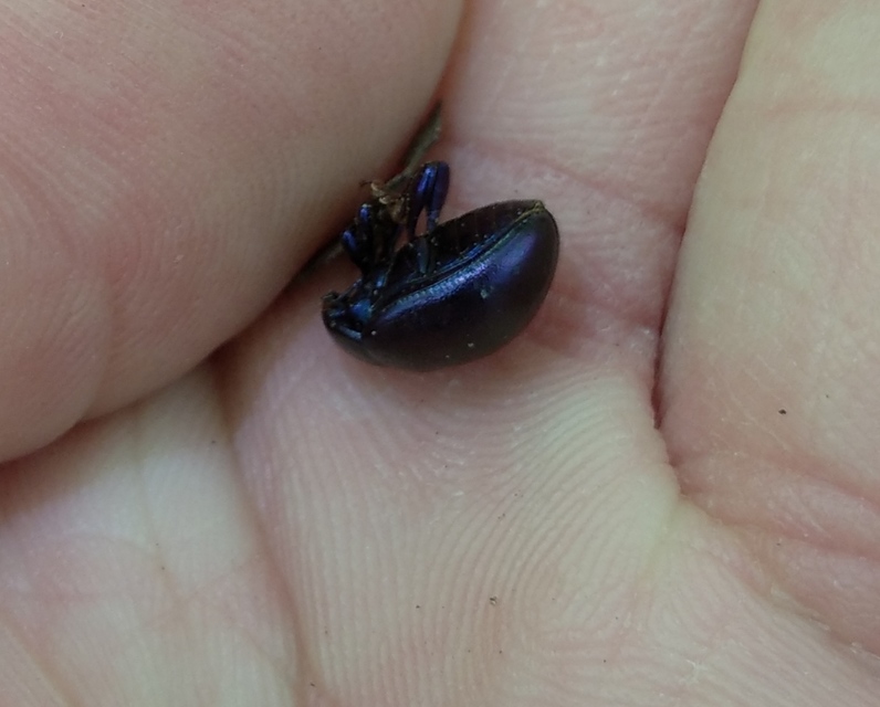 Chrysolina sturmi - vöröslábú levelész