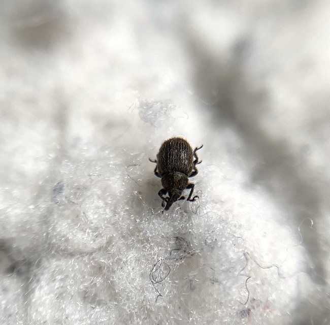 Rhinusa tetra - magtoklakó ökörfarkkóró-ormányos