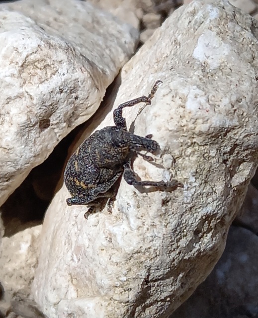 Hylobius abietis - nagy fenyvesormányos