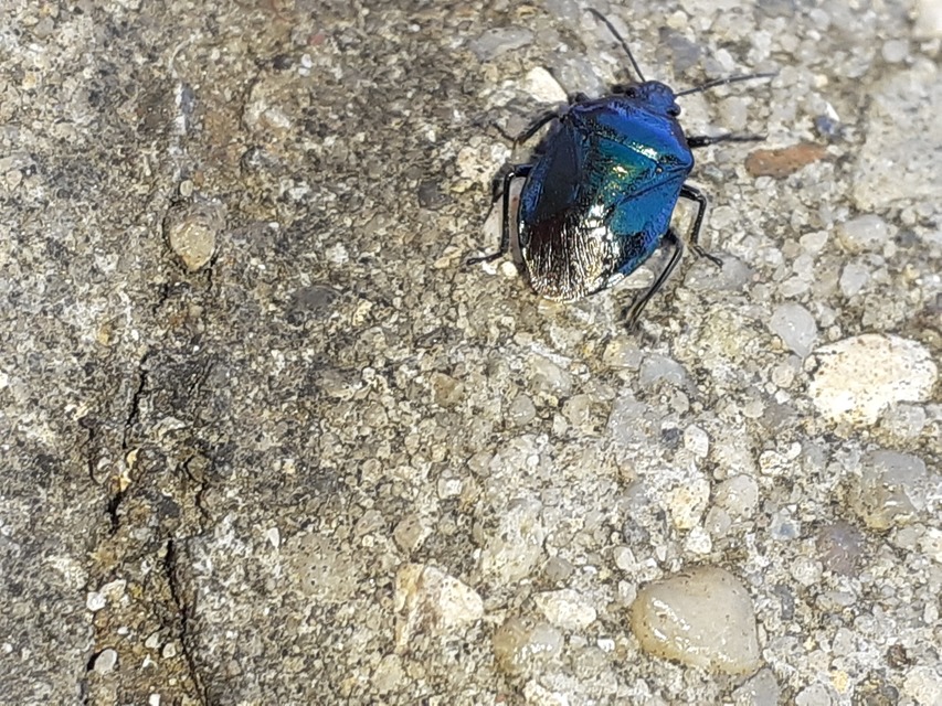 Zicrona caerulea - acélkék poloska Zicrona caerulea - acélkék poloska