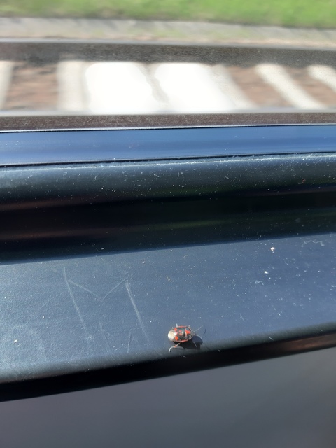 Eurydema oleracea - paréjpoloska Eurydema oleracea - paréjpoloska