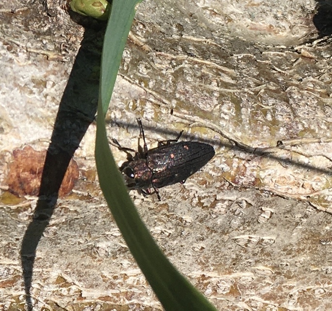 Chrysobothris affinis - aranypettyes díszbogár