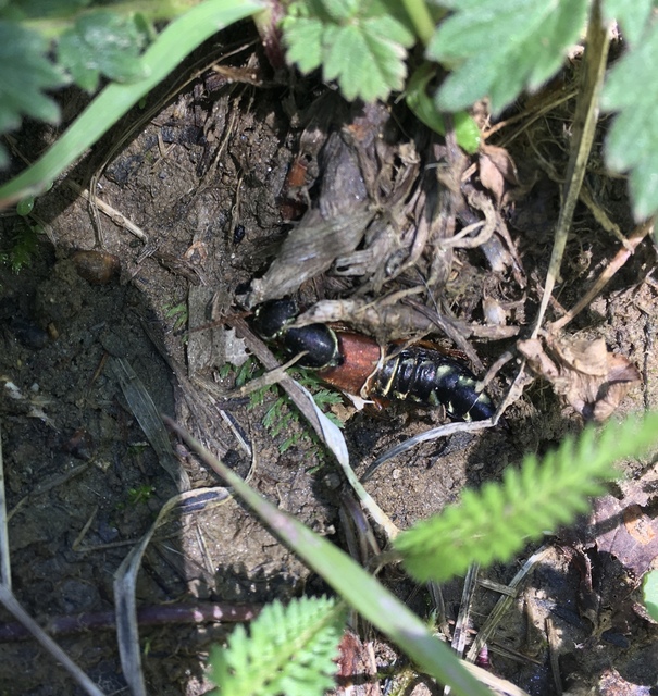 Staphylinus caesareus - aranysujtásos holyva