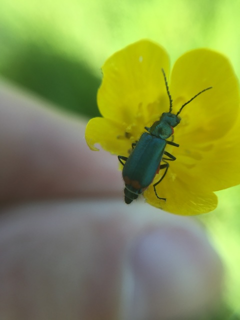 Malachius bipustulatus - kétfoltos bibircsesbogár
