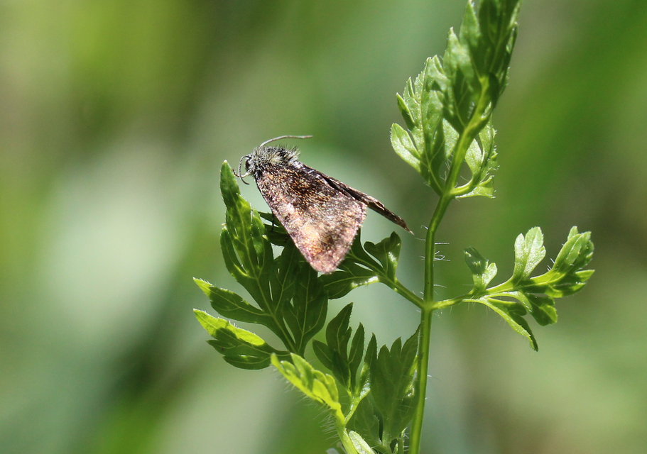 Panemeria tenebrata - apró sárgabagoly