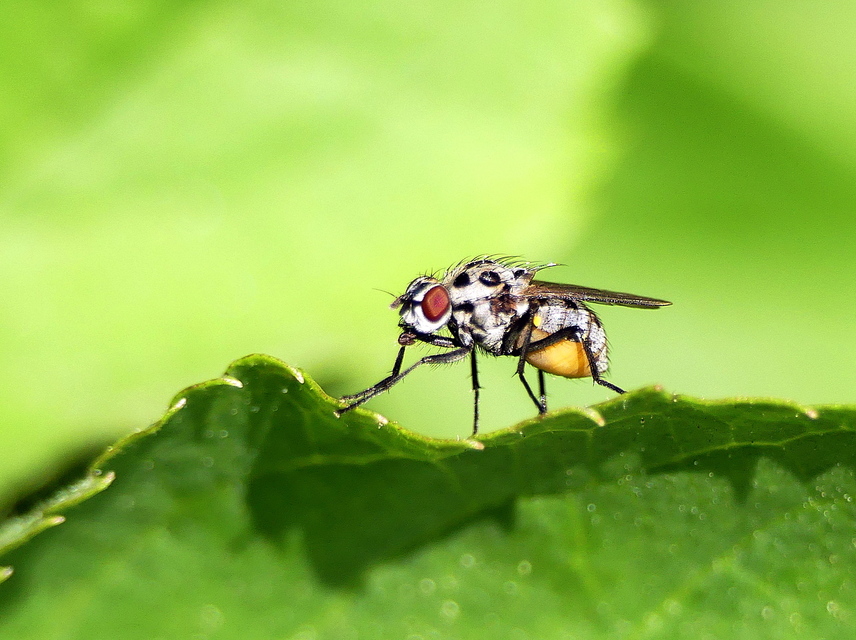Anthomyia pluvialis