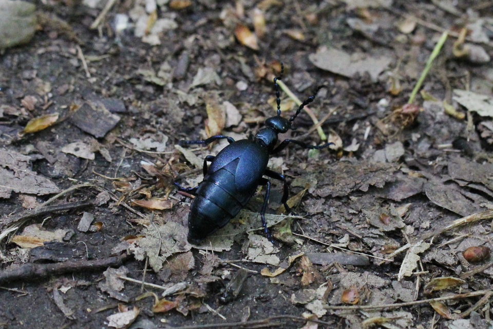 Meloe violaceus - kék nünüke