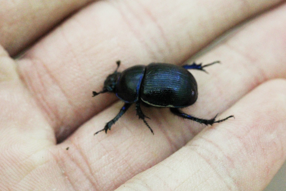 Anoplotrupes stercorosus - erdei álganéjtúró