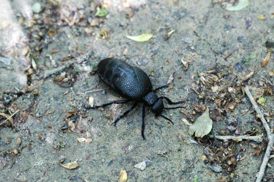 Meloe cicatricosus - óriásnünüke