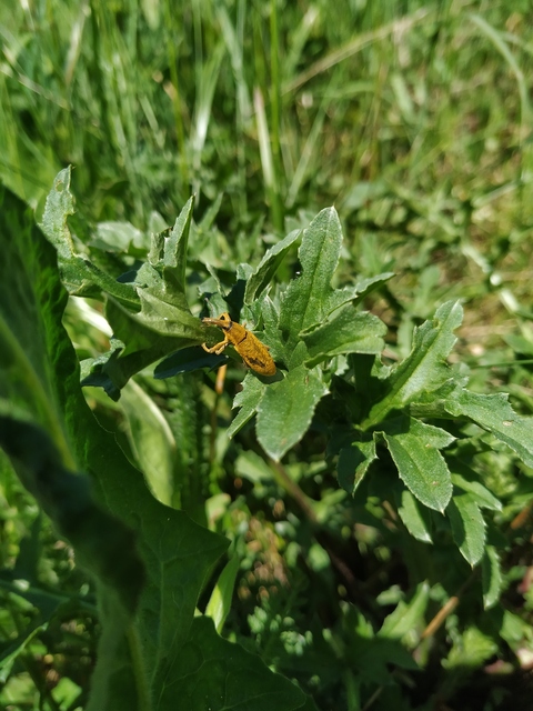 Lixus pulverulentus - mályvafúró dudvabarkó