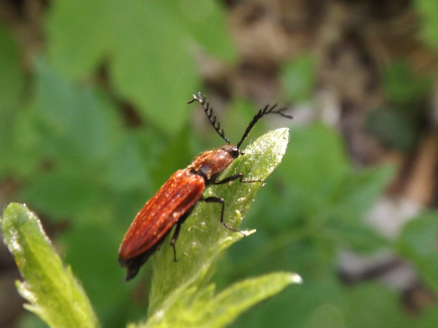 Anostirus purpureus - tűzvörös pattanó