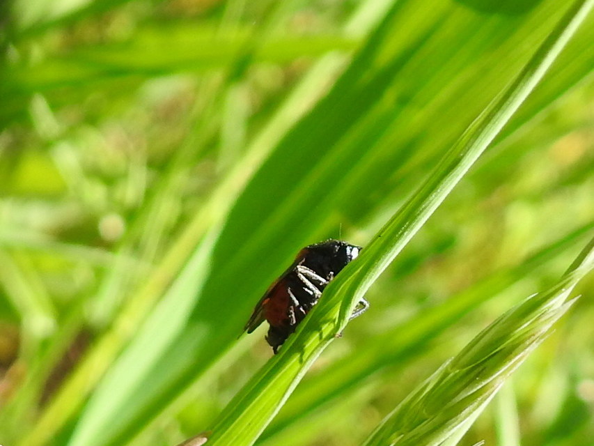 Cercopis