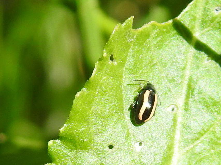 Phyllotreta
