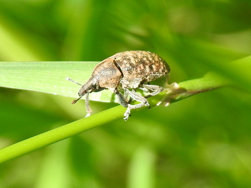 Larinus turbinatus - kúposorrú púderbarkó