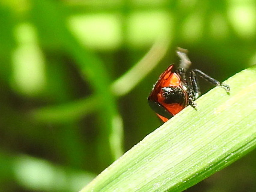 Cercopis