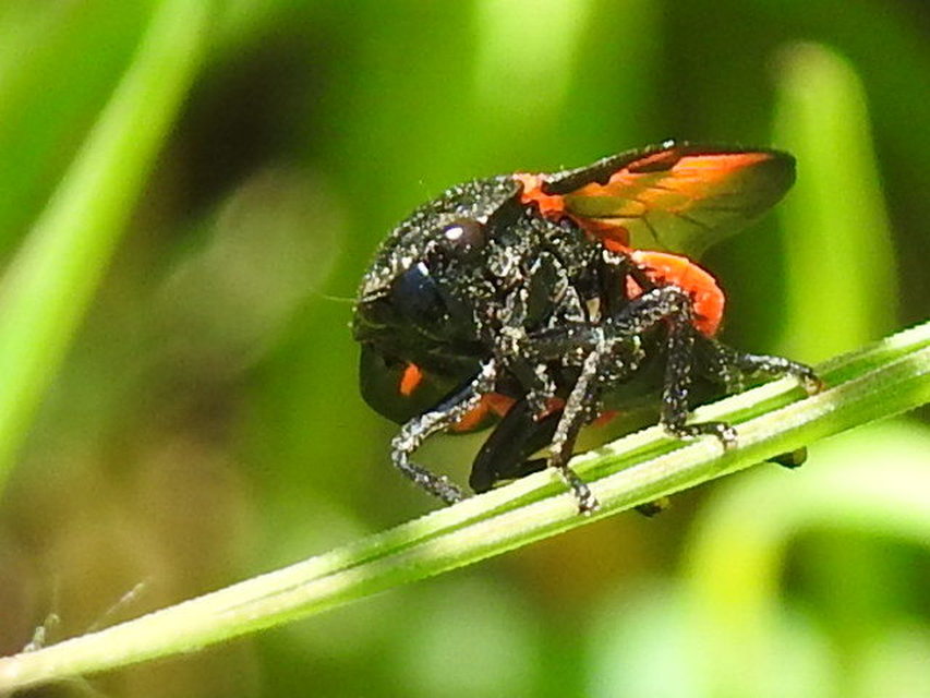 Cercopis