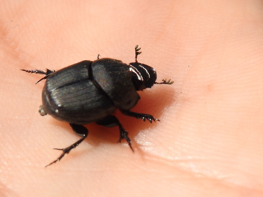 Onthophagus verticicornis - fekete trágyatúró