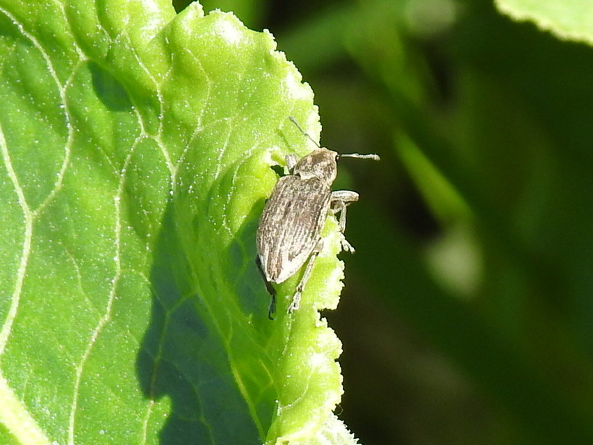 Tanymecus palliatus - közönséges hegyesfarúbarkó