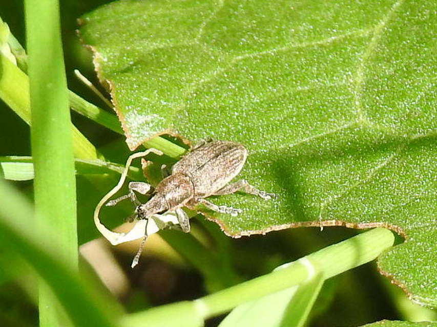 Tanymecus palliatus - közönséges hegyesfarúbarkó