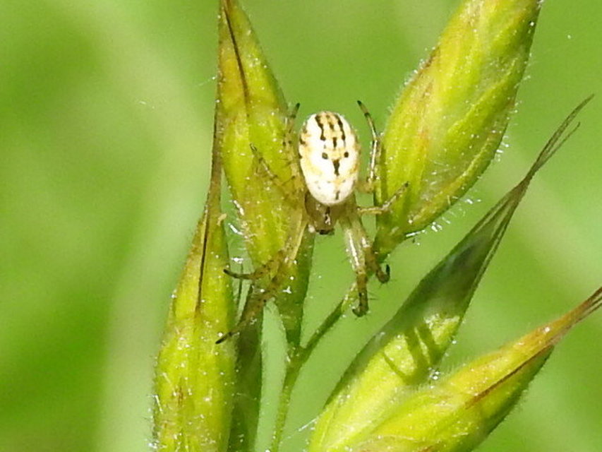 Mangora acalypha - réti keresztespók