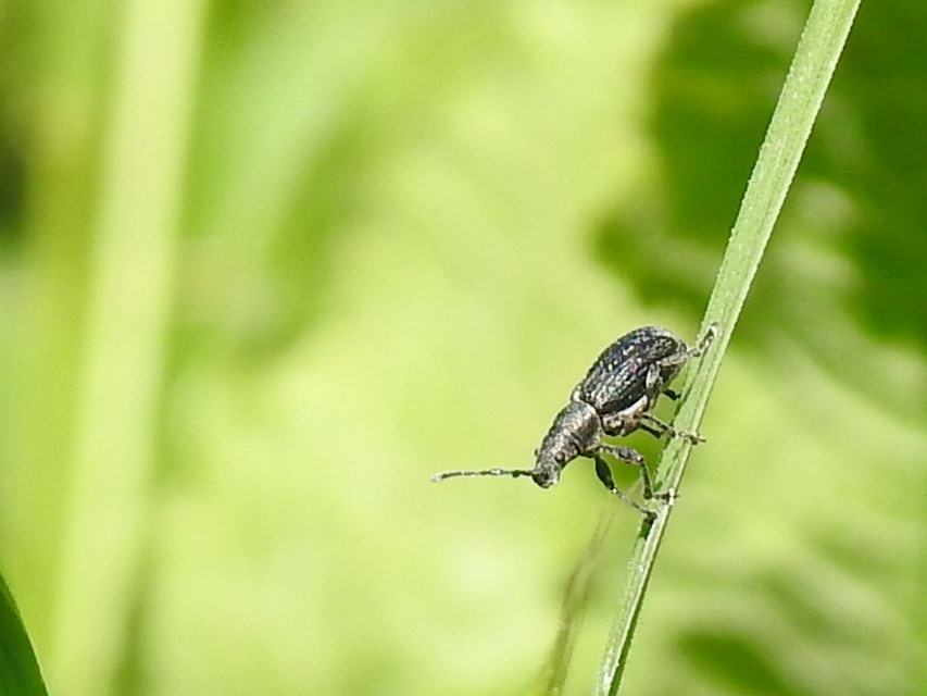 Phyllobius pyri - gyümölcsfa-levélormányos