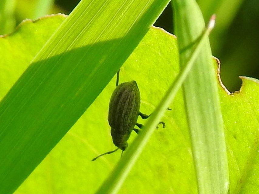 Phyllobius pyri - gyümölcsfa-levélormányos