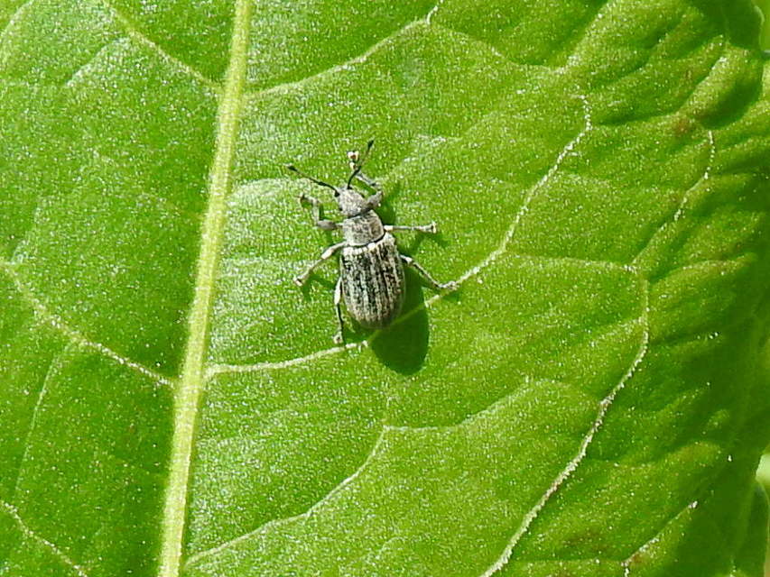 Phyllobius pyri - gyümölcsfa-levélormányos
