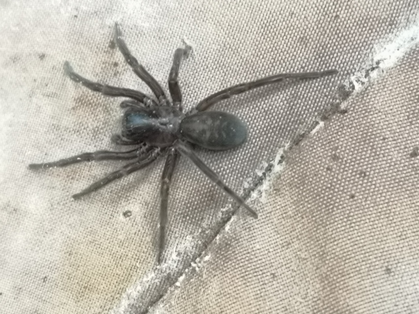 Amaurobius ferox - nagy eretnekpók