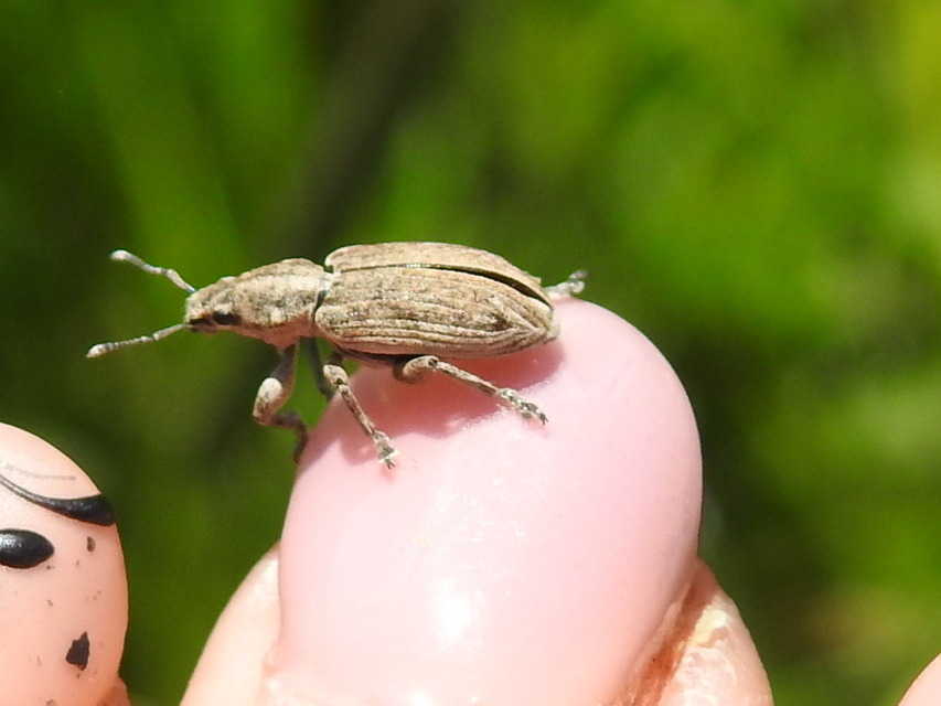 Tanymecus dilaticollis - kukorica-hegyesfarúbarkó