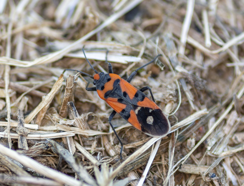 Lygaeus simulans - hamis lovagbodobács